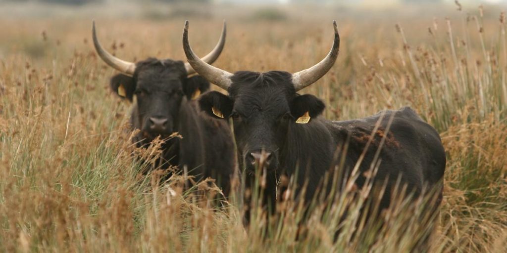 camargue cattle