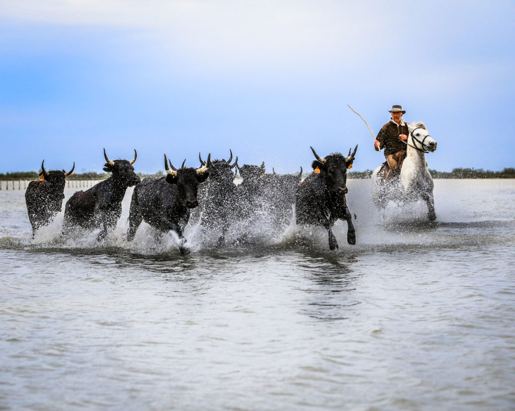 bulls camargue france